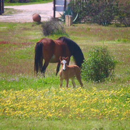 Herdade Monte Do Sol アルジェズール エクステリア 写真
