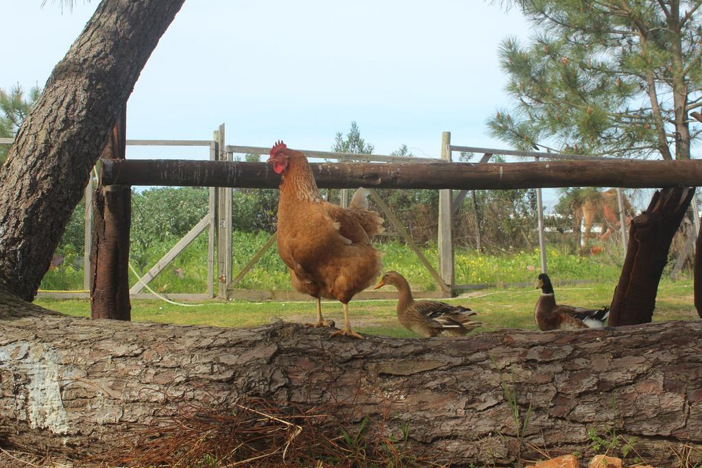 Herdade Monte Do Sol アルジェズール エクステリア 写真